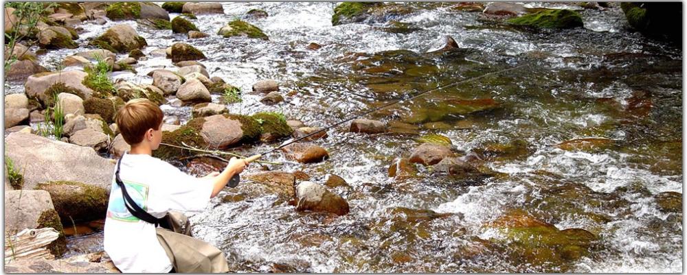 banner-fish banner-fish