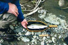 fish-4